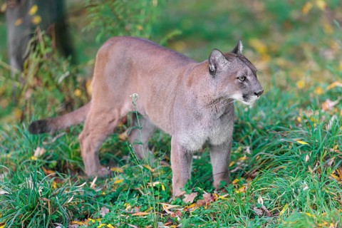 A male cougar (Puma concolor) stands in tall grass in a forest, looking around. W USA, S Canada,