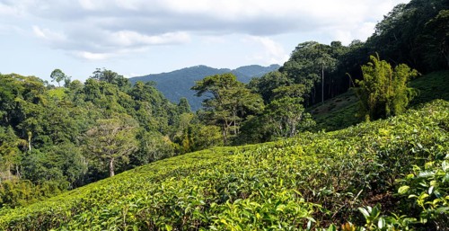 Tea plantation on hills between tropical rainforest, Amani Nature Forest Reserve, Eastern Usambara