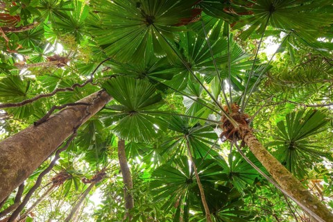 Australian fan palms in sunny rainforest on the way to Mount Sorrow in Daintree National Park