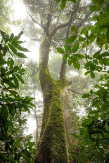 Misty tropical forest with ficus and endemic species on the way to Mount Sorrow in Daintree