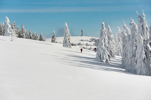 Snow-covered fir trees and snowshoe hikers, Stübenwasen, Feldberg, Todtnauberg, Black Forest,