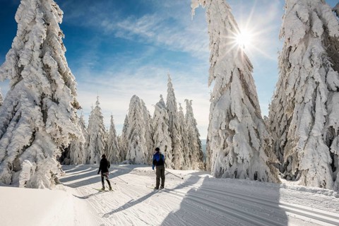 Snow-covered firs and cross-country skiers, Stübenwasen, Feldberg, Todtnauberg, Black Forest,