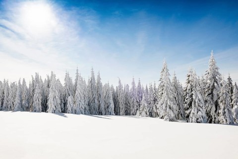 Snow-covered fir trees in sunshine, Stübenwasen, Feldberg, Todtnauberg, Black Forest,