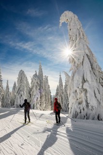 Snow-covered firs and cross-country skiers, Stübenwasen, Feldberg, Todtnauberg, Black Forest,