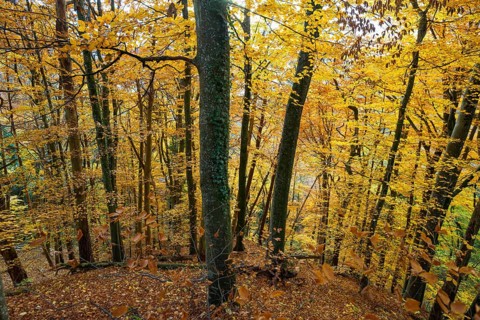 Autumn forest, near Überlingen, Lake Constance, Baden-Württemberg, Germany
