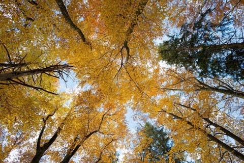 Autumn forest, view of the treetops from below, Schauinsland, Freiburg im Breisgau, Black Forest,