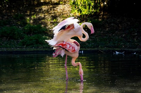 Pink flamingos, Phoenicopterus ruber-roseus, mating