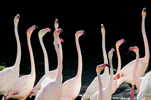 Pink flamingos, Phoenicopterus ruber-roseus