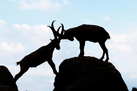 Two male ibexes (Capra ibex) stand facing each other on a rock and playfully fight with each other.