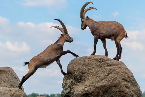 Two male ibexes (Capra ibex) stand facing each other on a rock and playfully fight with each other.