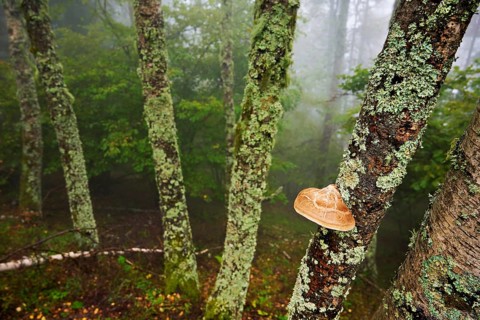 Birch porling (Piptoporus betulinus), on the trunk of a birch tree, Chamonix, France