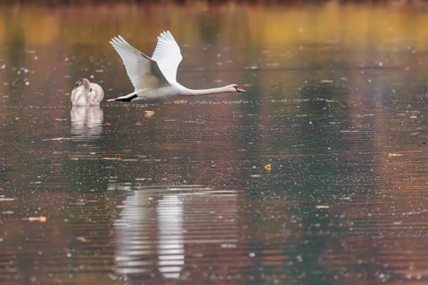 A mute swan (Cygnus olor) flies over a lake. A forest in autumn colors is reflected in the water.