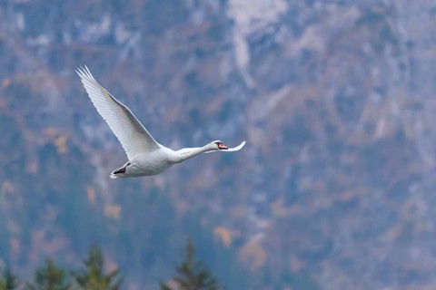A mute swan (Cygnus olor) flies over a lake. In the background, a mountain forest can be seen in
