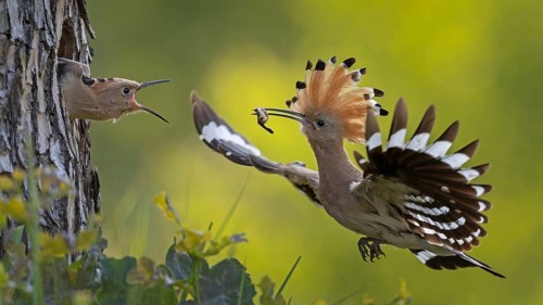 Hoopoe (Upupa epops) bird of the year 2022, male with food, prey, foraging, food for the young