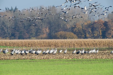 Cranes (grus grus) while resting on the southward train looking for food in a harvested corn field,