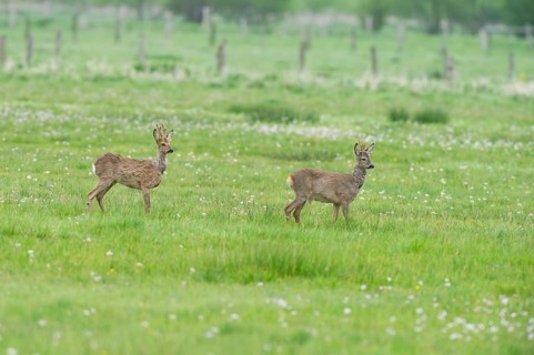 Deer (Capreolus capreolus) roebuck in meadow terrain, changes winter to summer fur, North