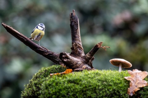 Blue tit (Parus caerulea), Emsland, Lower Saxony, Germany
