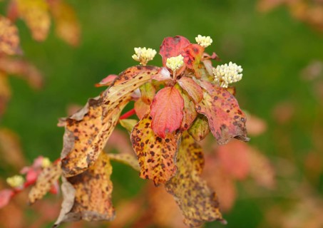 Blood-red dogwood (Cornus sanguinea), branches with buds, North Rhine-Westphalia, Germany