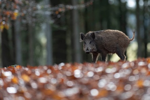 Wild boar defector, Daun, Rhineland-Palatinate, Germany