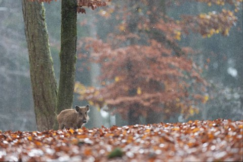 Wild boar newbie in the rain, Daun, Rhineland-Palatinate, Germany