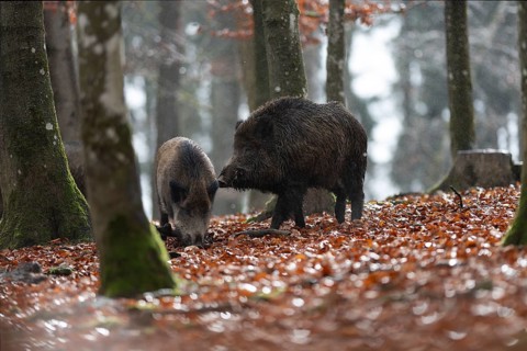 Strong wild boar boar with stream in rain, Daun, Rhineland-Palatinate, Germany