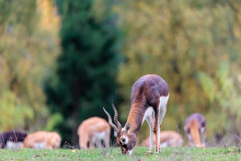 A male blackbuck (Antilope cervicapra) grazes on a green meadow on a cloudy day. Some females can