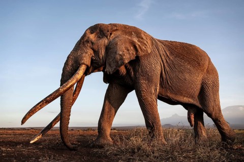 African elephant (Loxodonta africana), the famous Super Tusker elephant Craig, old male with long