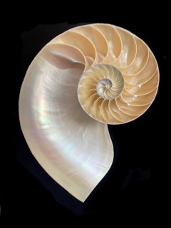 Pearl boat (Nautilus pompilius), Nautilidae family, interior view of the bowl, phragmocon, spiral,
