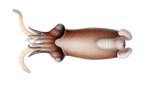 Posthorn squid (Spirula spirula), Spirulidae family, sinuous housing that is inside the body and is