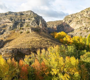 Trees in autumn leaf in limestone gorge of Rio Guadalaviar river valley, Albarracín, Teruel