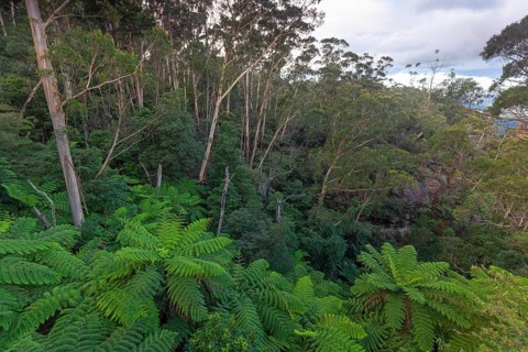 Dense greenery and ferns along the Fern Bower Circuit, Blue Mountains, New South Wales, Australia