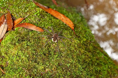 Female spider, giant crab spider, with large white cocoon in the Blue Mountains, New South Wales,
