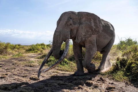 African elephant (Loxodonta africana), the famous Super Tusker elephant Craig, old male with long