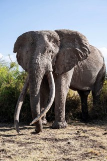 African elephant (Loxodonta africana), the famous Super Tusker elephant Craig, old male with long