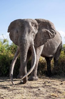 Animal portrait, African elephant (Loxodonta africana), the famous Super Tusker elephant Craig, old