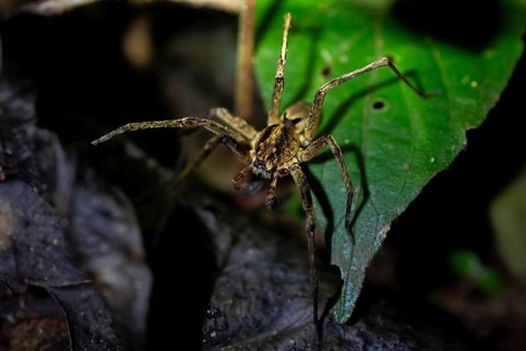 Night view of scary wolf spider (Lycosidae) in the jungle, Amani Nature Forest Reserve, Eastern