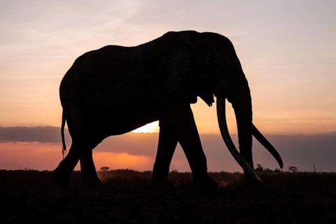 Backlight, African elephant (Loxodonta africana), the famous Super Tusker elephant Craig, old bull