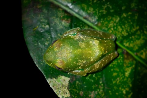 Forest climbing frog (Leptopelis barbouri) in the jungle, night view, Amani Forest Reserve,