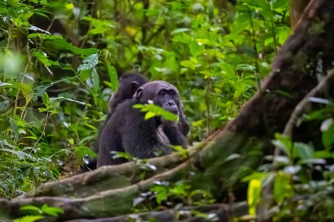 Chimpanzee (Pan Troglodytes), adult male on the ground in the jungle, Murchison Falls National