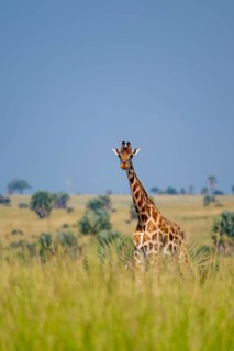 Rothschild giraffes in Murchison Falls National Park, Uganda