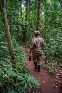 Ranger running in the jungle, Kibale National Park, Uganda
