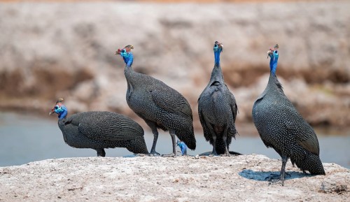 Helmet guinea fowl (Numida meleagris), swarm at the waterhole, Nxai Pan National Park, Botswana