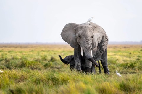 African elephant (Loxodonta africana), young animal killing, heron on the back, Amboseli National