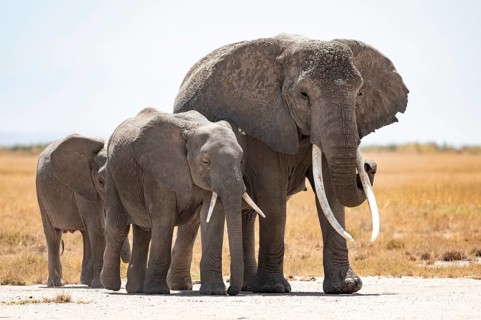 Arid Landscape, African Elephant (Loxodonta africana), Amboseli National Park, Rift Valley