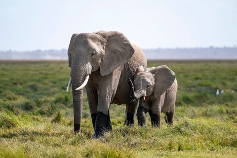 African elephant (Loxodonta africana) with baby, young and dam, Amboseli National Park, Rift Valley