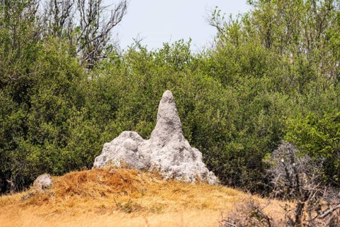 Large termite hill, Moremi Game Reserve, Botswana