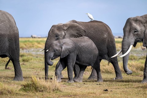 African elephant (Loxodonta africana), herd of young animals in Amboseli National Park, Rift Valley