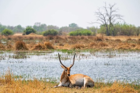 Letschwe or litchi bog antelope (Kobus leche), adult male, in tall dry grass, Okavango Delta,