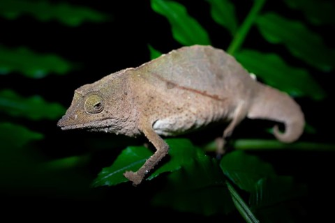 Zomba dwarf chameleon (Rieppeleon brachyurus), white chameleon on a branch at night, Amani Nature