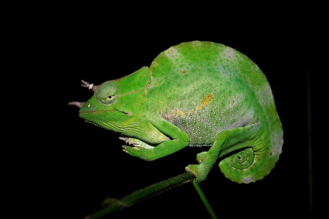 Usambara three-horned chameleon (Trioceros deremensis), chameleon on a branch at night, Amani